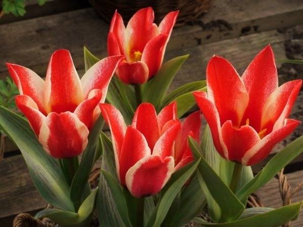 Greigii tulipán (Tulipa greigii 'Pinocchio')