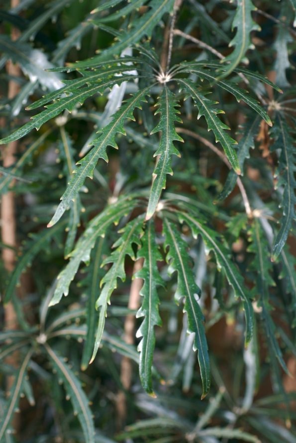 Tenyérarália (Dizygotheca elegantissima)