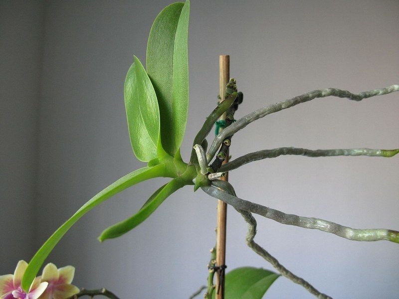 orchidea szaporítása
