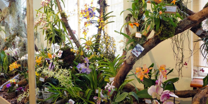 orchidea kiállítás