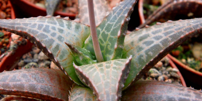 Haworthia venosa subsp. tessellata