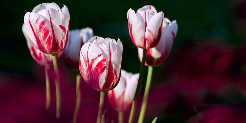 Rembrandt tulipán