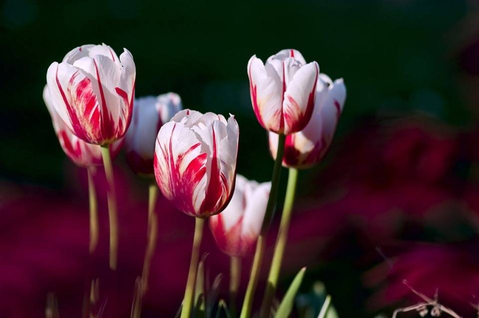 Rembrandt tulipán