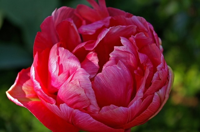 Teltvirágú tulipán