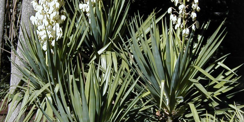 yucca recurvifolia