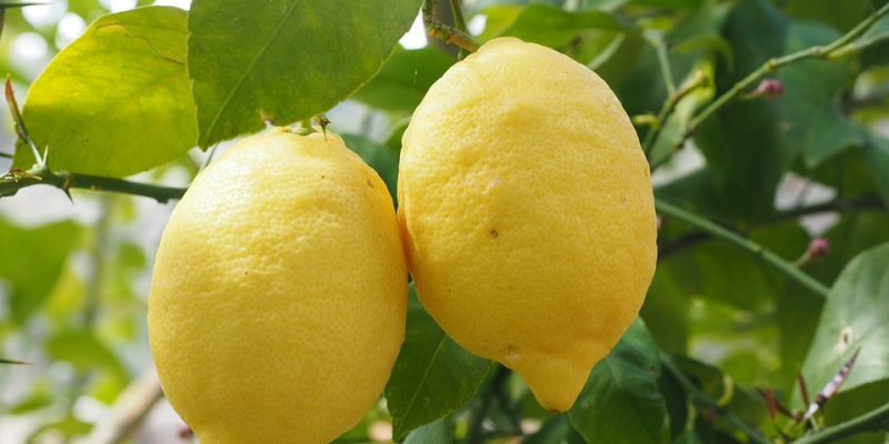 citromfa