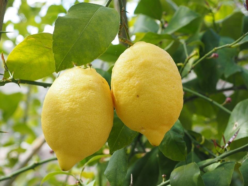 citromfa