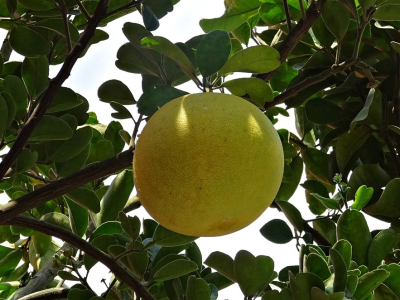 citrus paradisi