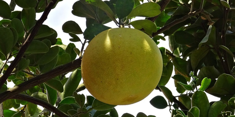 citrus paradisi