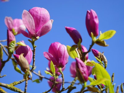 nagyvirágú liliomfa