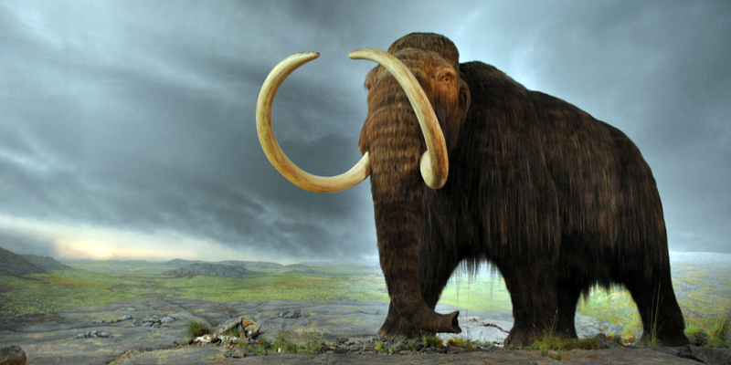 gyapjas mamut