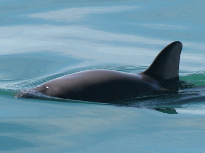 kaliforniai disznódelfin