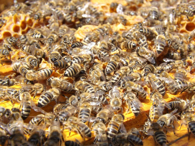 méhészet
