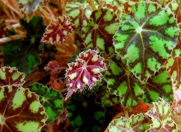 Begonia boweri