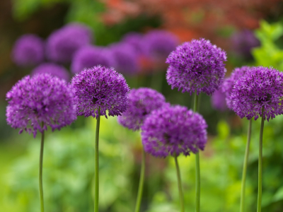 Allium ‘Purple Sensation’