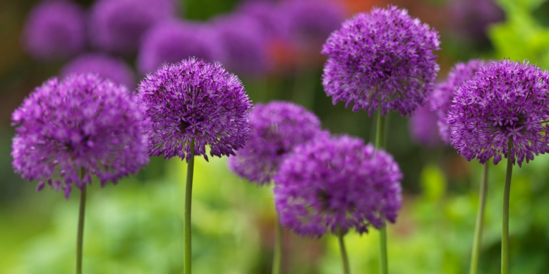 Allium ‘Purple Sensation’