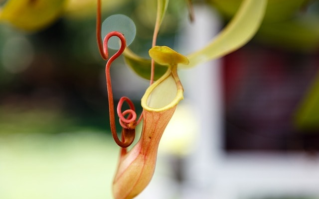 Kancsóka (Nepenthes sp.)