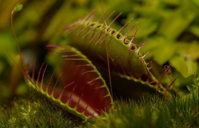 Vénusz légycsapója (Dionaea muscipula)