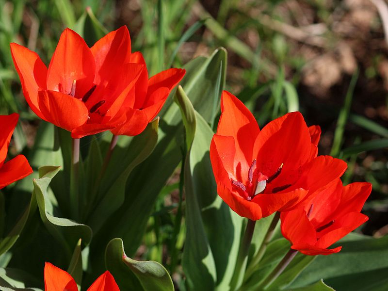 ágas tulipán