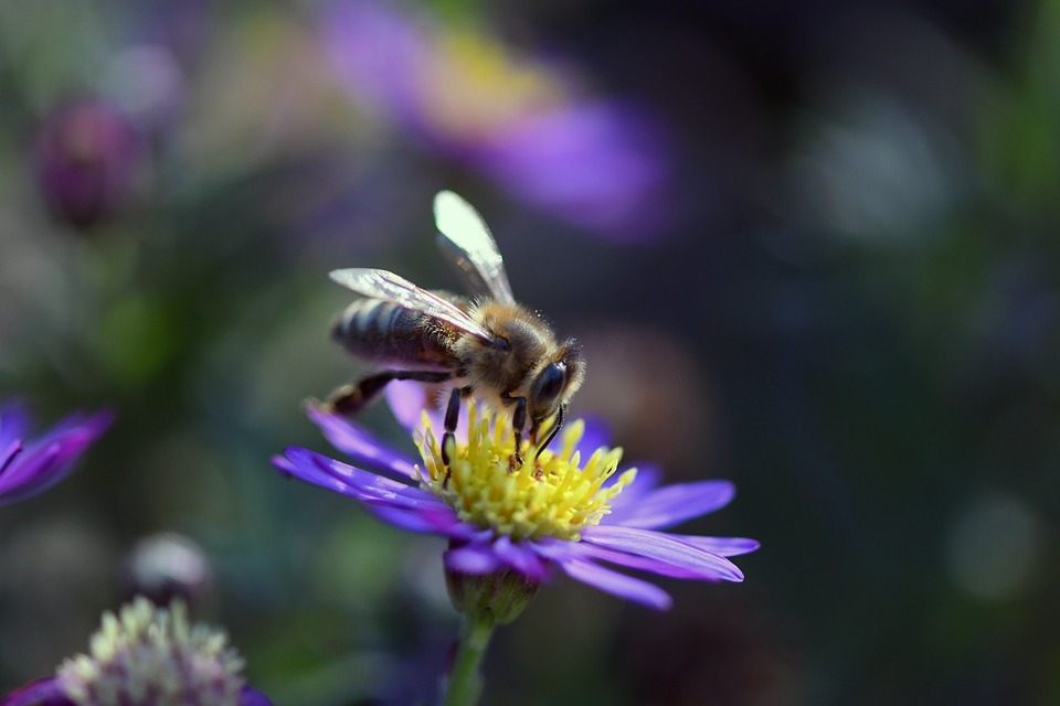 méh és virág