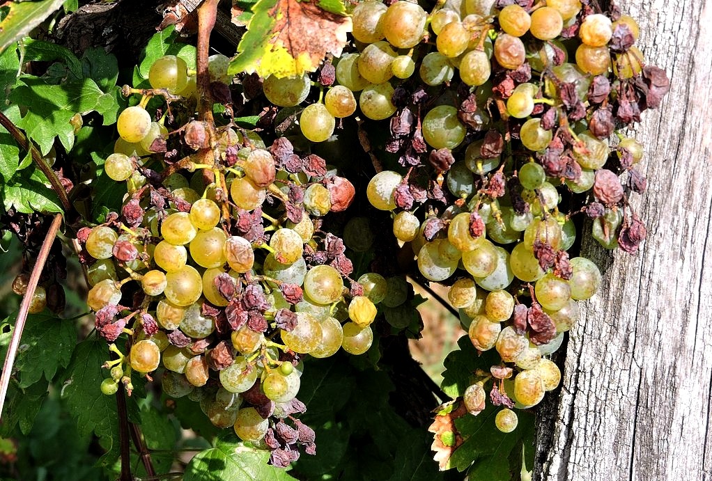 peronoszpóra elleni védekezés szőlőben kiegészíti az alkohol méregtelenítését