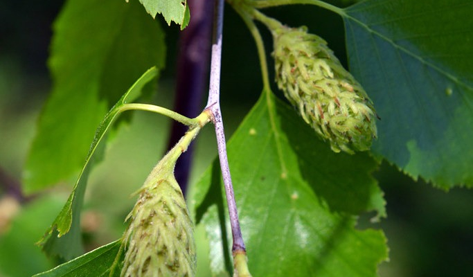 Betula nigra
