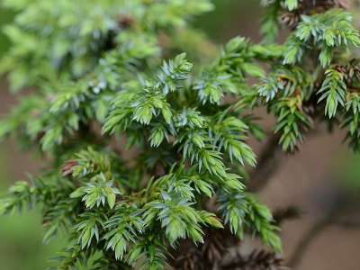 Juniperus pingii