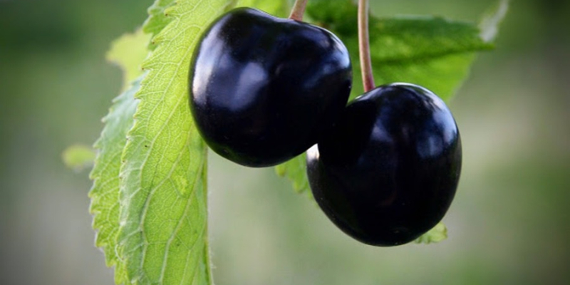 szomolyai rövidszárú fekete cseresznye