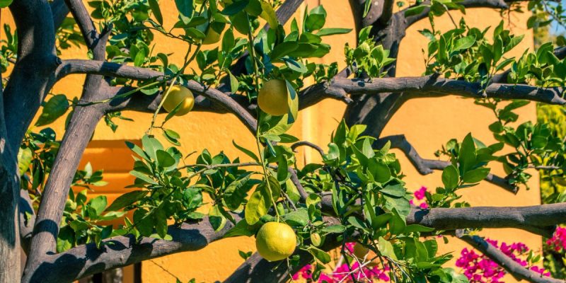 hogyan kell gondozni egy citromfát